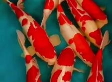 赤峰賣錦鯉的電話是多少號