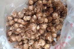 赤峰市紅尖椒收購電話號碼