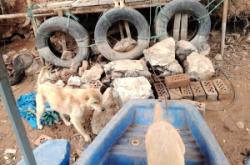 赤峰賣小土狗的地方電話號(hào)碼