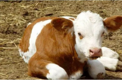 赤峰草料批發(fā)電話號碼多少