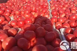 赤峰大紅番茄基地電話號碼