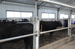 赤峰圣泉牛場招人電話號碼