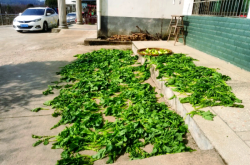 赤峰哪里賣泡菜壇子