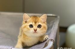 赤峰出售貓咪市場地址電話號碼