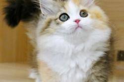 赤峰矮腳貓咪訓練基地電話號碼