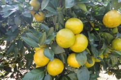 赤峰山杏核收購(gòu)電話號(hào)碼是多少