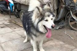 赤峰寵物救助領(lǐng)養(yǎng)電話號(hào)碼是多少