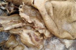 赤峰二道街燒餅