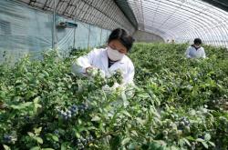 赤峰采摘園藍(lán)莓電話多少號(hào)