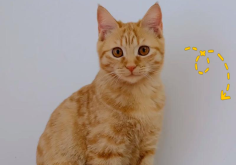 赤峰市貓咪寄養(yǎng)電話地址查詢