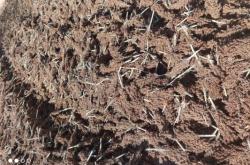 赤峰高粱收購商家電話號碼