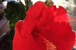 赤峰錦山草莓基地電話號(hào)碼