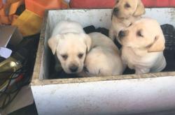 赤峰同城賣狗狗電話號(hào)碼多少