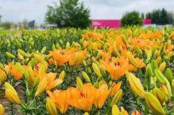 赤峰百合園投訴電話是多少