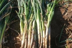 赤峰附近種蔥廠家電話號碼