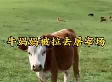 赤峰母牛屠宰場(chǎng)電話多少號(hào)