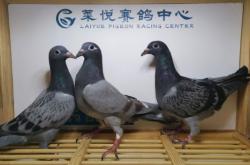 赤峰雨點(diǎn)公司地址電話查詢號(hào)碼