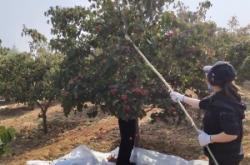 赤峰山楂采摘基地電話地址查詢