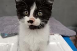 赤峰市奶牛貓出售電話號(hào)碼