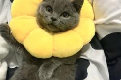 赤峰平莊藍貓出售電話號碼