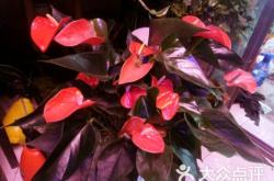 赤峰南園花藝店地址電話號(hào)碼