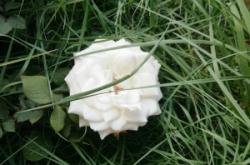 赤峰烏丹葉片廠家電話號(hào)碼