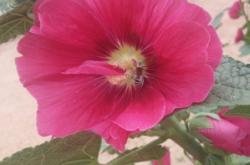 赤峰寧城縣征兵辦電話號碼