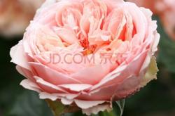 赤峰月季花苗出售電話(huà)號(hào)碼