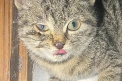 赤峰貓咪售賣店電話多少號