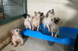 赤峰異形動物救助站電話號碼