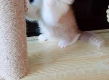 赤峰小馬哥貓舍電話號(hào)碼