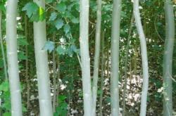 赤峰回收樹苗電話號(hào)碼多少