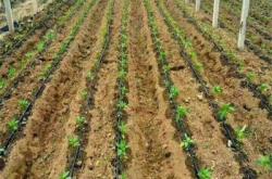 赤峰四寸施肥管廠家電話號(hào)碼