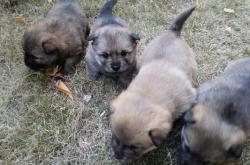 赤峰賣寵物土狗電話號碼多少