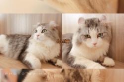 赤峰貓咖酒吧電話多少號