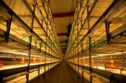 赤峰肉雞設(shè)備廠家電話號(hào)碼