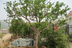 赤峰土球供應(yīng)商電話號碼