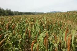 赤峰橋北糧油批發(fā)電話號碼