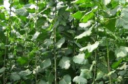 赤峰回收樹苗的地方電話號(hào)碼