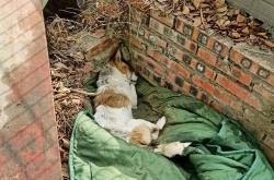 赤峰流浪狗救助中心電話號碼查詢2023年最新消息