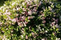 赤峰市錫箔河社區(qū)電話號碼