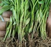 赤峰羊苗代收電話地址在哪里