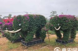 赤峰電子花籃批發(fā)基地電話號(hào)碼