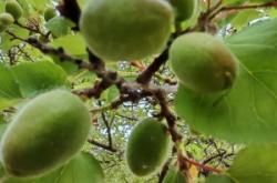 赤峰市青杏收購電話地址查詢