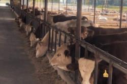 內(nèi)蒙赤峰養(yǎng)牛公司地址電話(huà)號(hào)碼