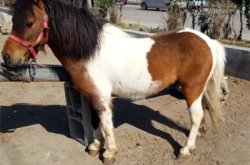 赤峰騎乘馬養(yǎng)殖基地電話(huà)多少