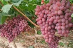 赤峰葡萄苗種苗產(chǎn)地電話是多少