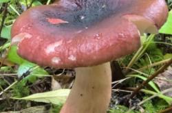 赤峰市采蘑菇去哪里最多