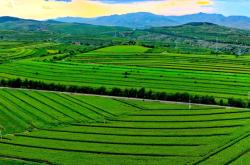 赤峰水稻苗購買電話號(hào)碼查詢