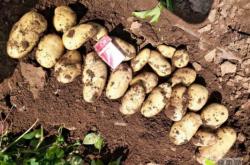 內(nèi)蒙赤峰土豆經(jīng)銷商電話號碼